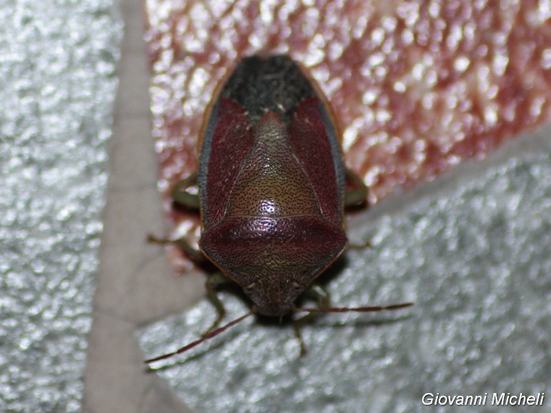 Pentatomidae:   Piezodorus lituratus f. liturata